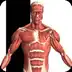 Visual Anatomy 2 v0 b