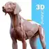 Complete Canine 3D - anatomy