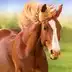 The Horse