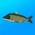 True Fishing v1.19.2.923 MOD APK (Unlimited Money)