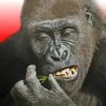 Flying Gorilla v5.1.10 MOD APK (Free Rewards)