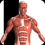 Visual Anatomy 2 v0 b43 APK (Full Version)