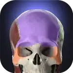 Anatomyka Atlas v3.4.0 MOD APK (Premium Unlocked)