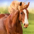 The Horse v1.3.0 MOD APK (Unlimited Coins)