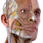 Visual Anatomy 3D v3.56 MOD APK (Premium Unlocked)